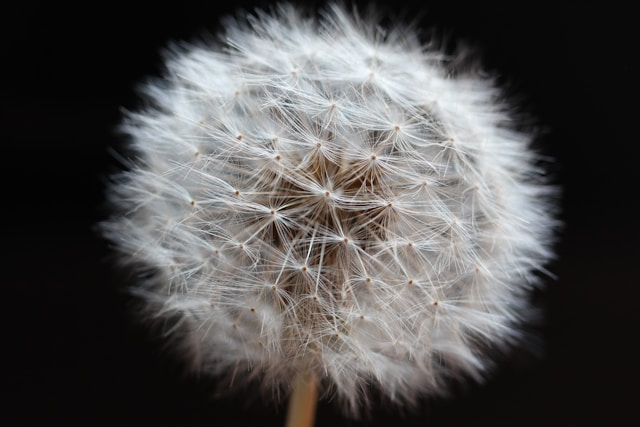 Closeup shots for dandelion