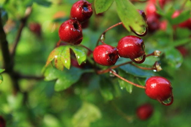 Red hawthorn berries after the rains