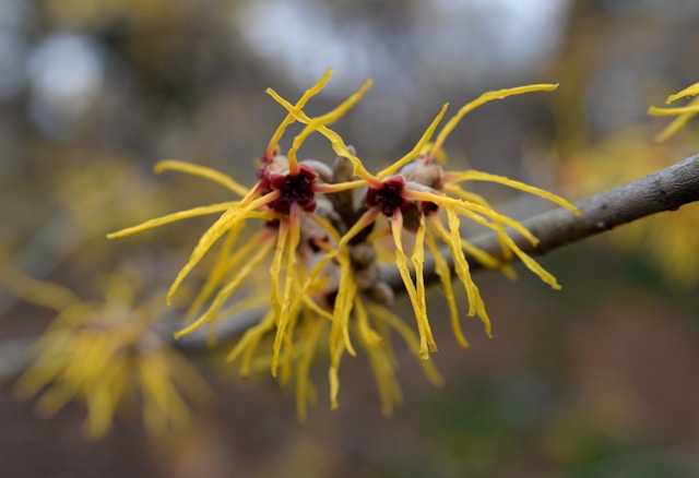 Witch hazel blommed on the tree with nice yellow color